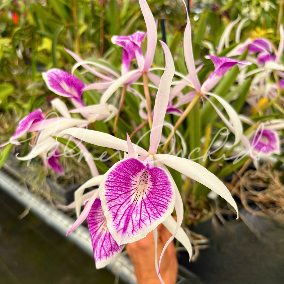 パラガス Pcv. Key Lime Stars — Palmer Orchids